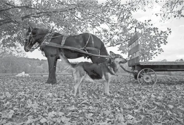  ?? PHOTOS BY ALBERT CESARE/CINCINNATI ENQUIRER ?? A horse with a friend standing by is hooked up to a flatbed wagon at the Byler’s Farm in Gallia County on Oct. 21.