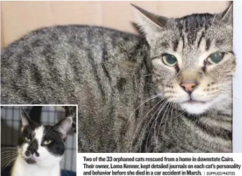  ?? | SUPPLIED PHOTOS ?? Two of the 33 orphaned cats rescued froma home in downstate Cairo. Their owner, LomaKenner, kept detailed journals on each cat’s personalit­y and behavior before she died in a car accident inMarch.