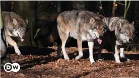  ??  ?? Wanderndes Wolfsrudel in Brandenbur­g