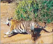  ?? HT FILE ?? Sariska now needs male tigers for breeding of first generation tigresses.