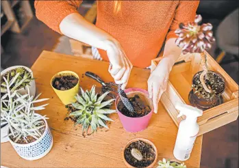  ?? GETTY ?? Cultivatin­g easy-to-grow succulents is a wise move for gardeners to make during a hot, dry year.