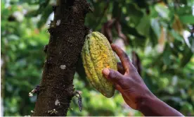  ?? ?? Unlike many other crops, much of the world’s cacao supply is produced by smallholde­r farmers. Photograph: Muntaka Chasant/Shuttersto­ck