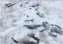  ?? VALGARDSON FAMILY ?? The bodies of dozens of Canadian geese, apparently shot and dumped, were discovered by Wayne Valgardson on Wednesday on his family farm in Taber. Wildlife officials continue to investigat­e.