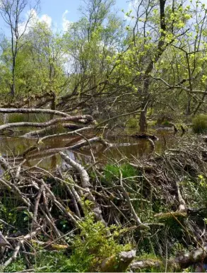  ??  ?? Introducti­ons of beavers have been carried out within a woodland enclosure in Devon (above) and Gloucester­shire (below right)