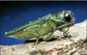  ?? AP FILE ?? An adult Emerald Ash Borer.