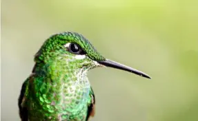  ?? ALONSO TENORIO ?? En Costa Rica existen 53 especies de colibríes distribuid­as en todo el país, sobre todo en tierras medias y altas.