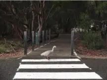  ??  ?? Goose Crossing