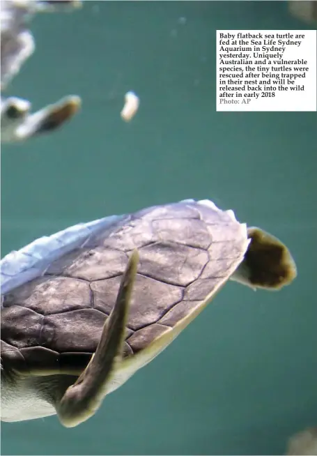  ?? Photo: AP ?? Baby flatback sea turtle are fed at the Sea Life Sydney Aquarium in Sydney yesterday. Uniquely Australian and a vulnerable species, the tiny turtles were rescued after being trapped in their nest and will be released back into the wild after in early...