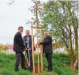  ?? Foto: Landschaft­spflegever­band ?? Konrad Dobler, Werner Burkhart und Toni Brugger (von links) mit einer der vier Stiel Eichen, die in Thierhaupt­en am Eichenweg im Rahmen des Projekts „1000 Bäume für die Zukunft“gepflanzt wurden.