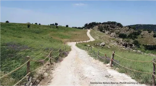  ??  ?? Tannourine Nature Reserve, Photos courtesy of Roula Koussaifi