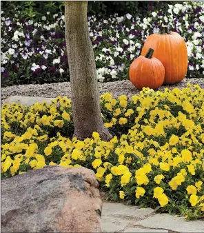  ?? Photo courtesy Arkansas Green Industry Associatio­n ?? Cool Wave “Golden Yellow Spreading Pansy”