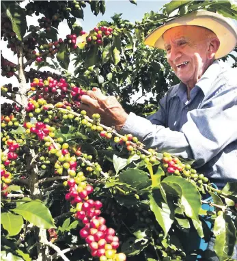  ?? ARCHIVO ?? La siembra de café llegó a 49.3 millones de plantas, dijo el Indocafé.