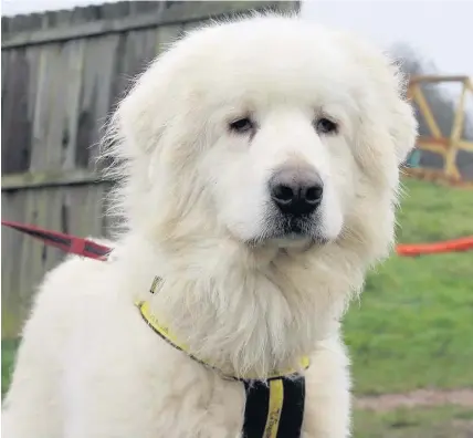  ??  ?? > Nine-stone Mountain Dog Ollie has been given away by his owners after climbing onto their roof