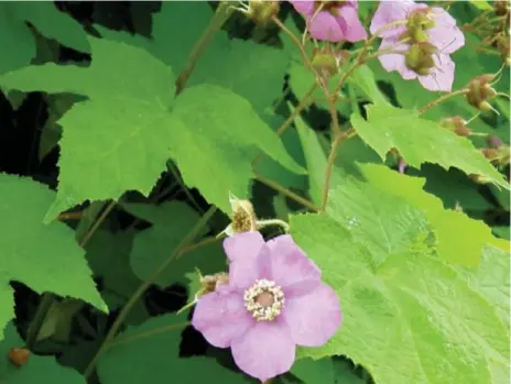  ?? SONIA DAY ?? Wild raspberry is a native plant that’ll brighten your garden with pink flowers and pretty foliage. There are several native plant sales in the next month.