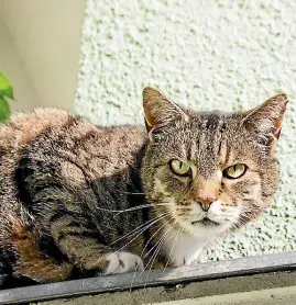  ??  ?? Cat-proofing your property is likely to be a tall order.