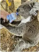  ??  ?? Koala-bjørn En mann i en by sør i Australia gir koala-bjørnen litt vann.