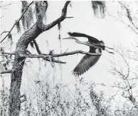  ?? Houston Chronicle file photo ?? A pelican breaks the silence as it flies over Armand Bayou, formerly known as Middle Bayou, in March 1971.