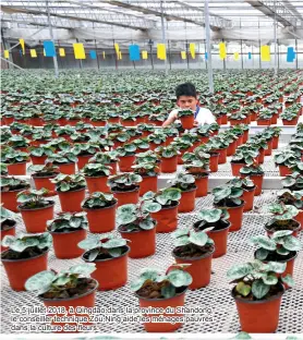  ??  ?? Le 5 juillet 2018, à Qingdao dans la province du Shandong, le conseiller technique Zou Ning aide les ménages pauvres dans la culture des fleurs.