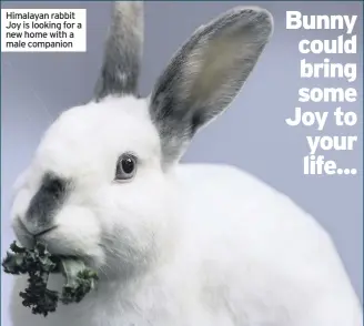  ??  ?? Himalayan rabbit Joy is looking for a new home with a male companion