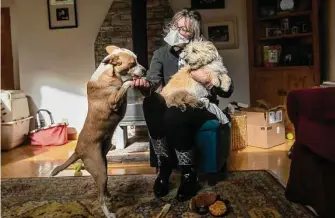  ?? Mel Melcon/Los Angeles Times ?? Cindi Hilfman plays with Ghandi, left, and Maizy at home in Topanga, Calif. A transplant­ed kidney requires her to wear a mask in public, something she thinks she may be doing for years.