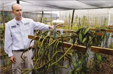  ?? PEDRO PORTAL pportal@miamiheral­d.com ?? Alan H. Chambers, Ph.D., assistant professor at UF/IFAS, talks about the different vanilla trees planted at a shade house at the University of Florida Tropical Research and Education Center in Homestead. He’s conducting research to see whether vanilla can grow in South Florida.