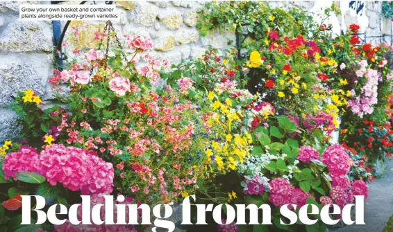  ??  ?? Grow your own basket and container plants alongside ready-grown varieties