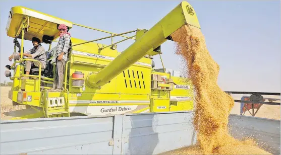  ?? Picture: REUTERS/AMIT DAVE ?? A combine deposits harvested wheat in a tractor trolley at a field on the outskirts of Ahmedabad, India.