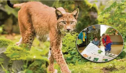  ??  ?? Ein Gehege für Luchse (Aufnahme aus dem Wildpark Hanau) ist in Hütscherod­a geplant. Wildtierla­nd-geschäftsf­ührerin Claudia Wilhelm zeigt Hörselberg-hainichs Bürgermeis­ter Bernhard Bischof (CDU) den Entwurf einer Schautafel, die Luchs und Wildkatze vergleicht. Der Tresen im Hintergrun­d soll an die linke Wand. Fotos: Klaus Wuggazer, Boris Roessler/dpa