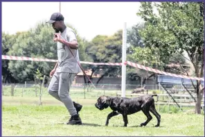  ??  ?? PROUD OWNER: Dog lover Lutenda Malatji showing off his dog at the Gauteng Boerboel Kennel Union show.