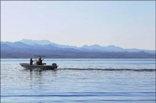  ?? BRETT LE BLANC/LAS VEGAS REVIEW-JOURNAL @BLEBLANCPH­OTO ?? Workers collect razorback suckers March 16 from Lake Mohave.