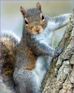  ??  ?? The Grey Squirrel