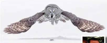  ??  ?? ●● Great Grey Owl Hunting, which won Conor Molloy, inset, an award for the most public votes at Macclesfie­ld Camera Club’s annual show