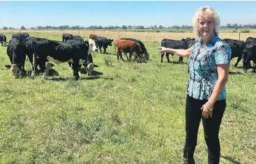  ?? — THE ASSOCIATED PRESS ?? Animal geneticist Alison Van Eenennaam is raising a group of dairy calves that won’t have to be de-horned thanks to gene editing.