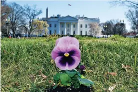  ?? Photograph: Paul Harfleet ?? Fertile ground … the Pansy Project, which plants pansies at sites of homophobic or transphobi­c attacks, reaches Trump’s White House in 2018.