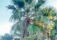 ??  ?? Le palme aggredite dalle larve presentano le foglie spezzate, deboli o mancanti