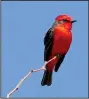  ?? Special to the Democrat-Gazette/ ROBERT HAWKINS ?? Vermilion flycatcher