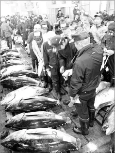  ??  ?? Sniffing out for the freshest tuna at Tsukiji.