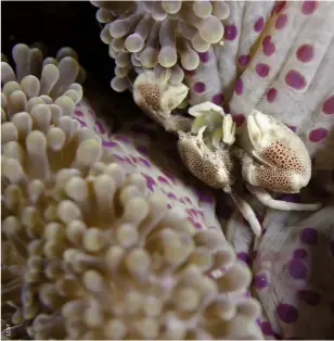  ?? ?? BOTTOM
A porcelain crab emerges from a rock crevice, Flower Garden