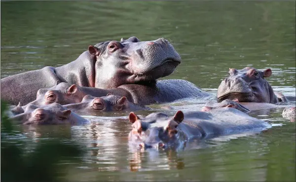  ?? (AP/Fernando Vergara) ?? Hippos float Feb. 4, 2021, in the lake at Hacienda Napoles Park — once the private estate of drug kingpin Pablo Escobar, who imported three female hippos and one male decades ago — in Puerto Triunfo, Colombia.