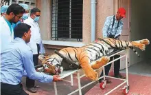  ?? AFP ?? Experts bring the body of the man-eating tigress T1 into a post-mortem room after it was shot.