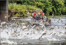  ?? RYAN HAGERTY / U.S. FISH AND WILDLIFE SERVICE ?? Researcher­s on the Fox River in Illinois are surrounded by jumping silver carp, a species of Asian carp.