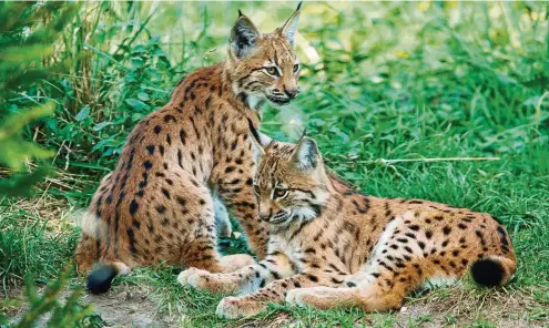  ?? FOTOS (2): LUTZ EBHARDT ?? Die Luchs-Kinder im Gothaer Tierpark, ein Zwillingsp­ärchen, sind zu einem Besucherma­gnet herangewac­hsen.