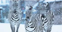  ??  ?? The big freeze caused Belfast Zoo to close