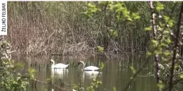  ?? ?? bezbrižni par labudova na jezeru Slanac