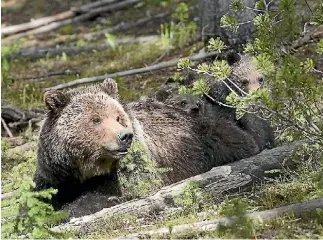  ?? BBC ?? In spring, after hibernatio­n, grizzlies become Yellowston­e’s dominant species.