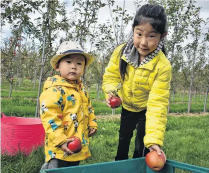  ?? MICHAEL ROBAR/THE GUARDIAN ?? Eric and Vera Qiao put apples in their bin at the Mount Continuing Care Community’s orchard on Sunday. Their family volunteere­d through the P.E.I. Associatio­n for Newcomers to Canada to help the P.E.I. Food Exchange and Fusion Charlottet­own.