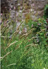  ??  ?? 3 Sanguisorb­a ‘Pink Tanna’ mingles with grass Melica ciliata on the edge of the upper level;