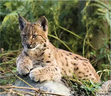  ??  ?? A lynx cub