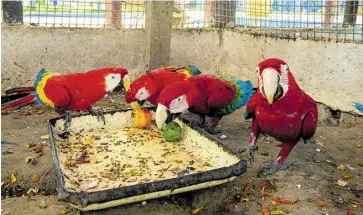  ??  ?? Las guacamayas son muy llamativas por el color de su plumaje.