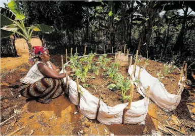  ?? esther hav ens for Vita Gardens via Associat ed Press ?? Composting and watering is done through a pipe in the centre of the raised bed.